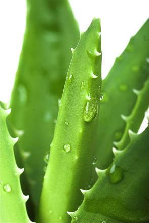 Aloe vera