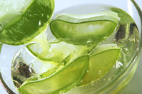 a_aloe_querschnitt
